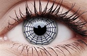 Spider Spider